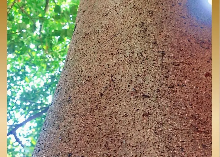 Sweetheart Tree * Bangkok